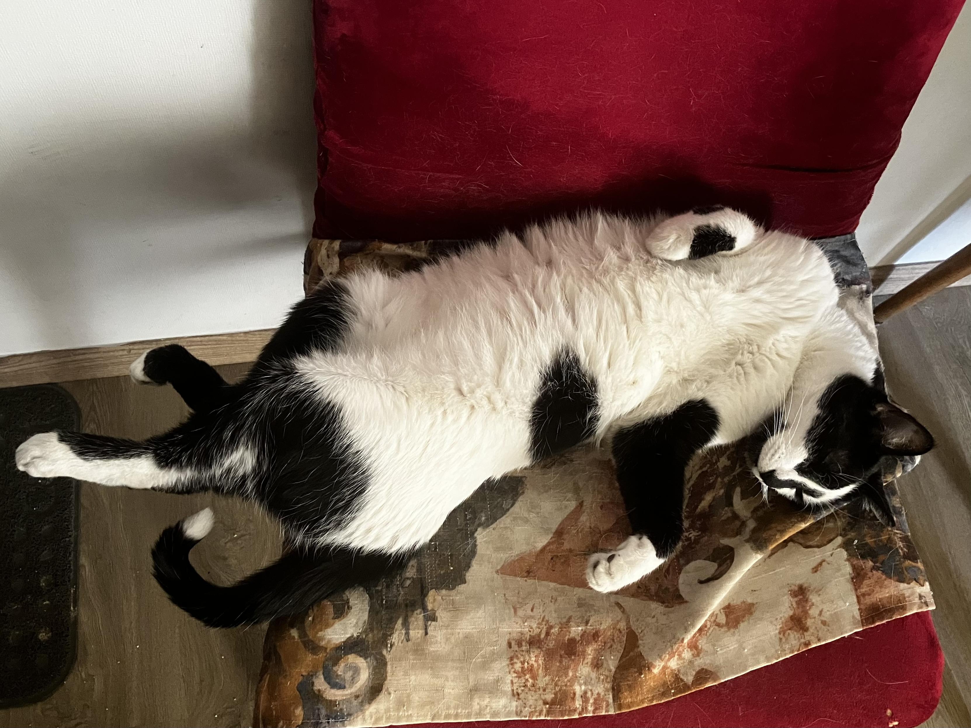 A white and black cat sultrily resting on a red upholstered chair. He’s belly up, a bit contorted, careless, blissful.