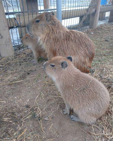 Imagen de un capibara