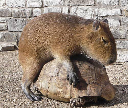 Imagen de un capibara