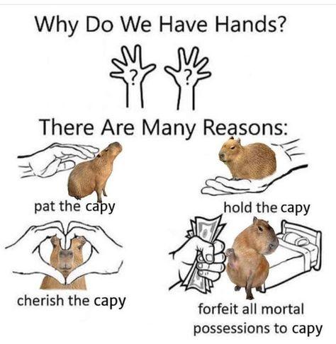 Imagen de un capibara