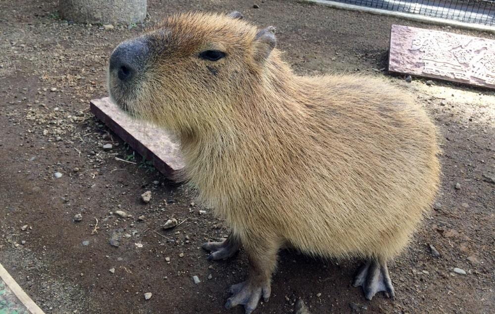 Imagen de un capibara