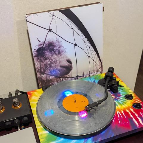 La imagen muestra un tocadiscos vibrante con un disco de vinilo en primer plano, y la portada de un álbum detrás. La portada presenta la cabeza de una oveja de lana rizada, mirando hacia la derecha, enmarcada por una alambrada contra un cielo claro. El tocadiscos tiene una base con un patrón tie-dye multicolor, predominantemente rojo, amarillo, azul y verde. Un disco de vinilo transparente con una etiqueta naranja central gira en el plato, reflejando luces LED azules y rosadas. A la izquierda, …